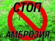 ВНИМАНИЕ! АМБРОЗИЯ!