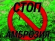 Памятка по борьбе с амброзией ПОЛЫННОЛИСТНОЙ.